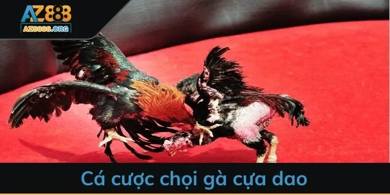 Cá cược chọi gà cựa dao